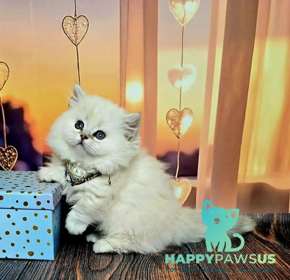 Pamela Munchkin female blue silver shaded pointed live animals