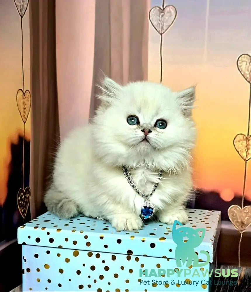 Pamela Munchkin female blue silver shaded pointed live animals
