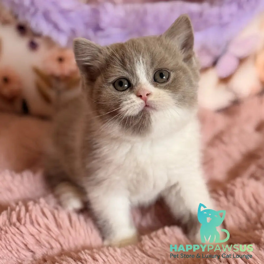 Pamela Scottish Straight female lilac bicolour - live animals