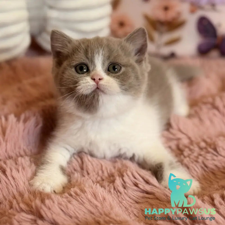 Pamela Scottish Straight female lilac bicolour - live animals