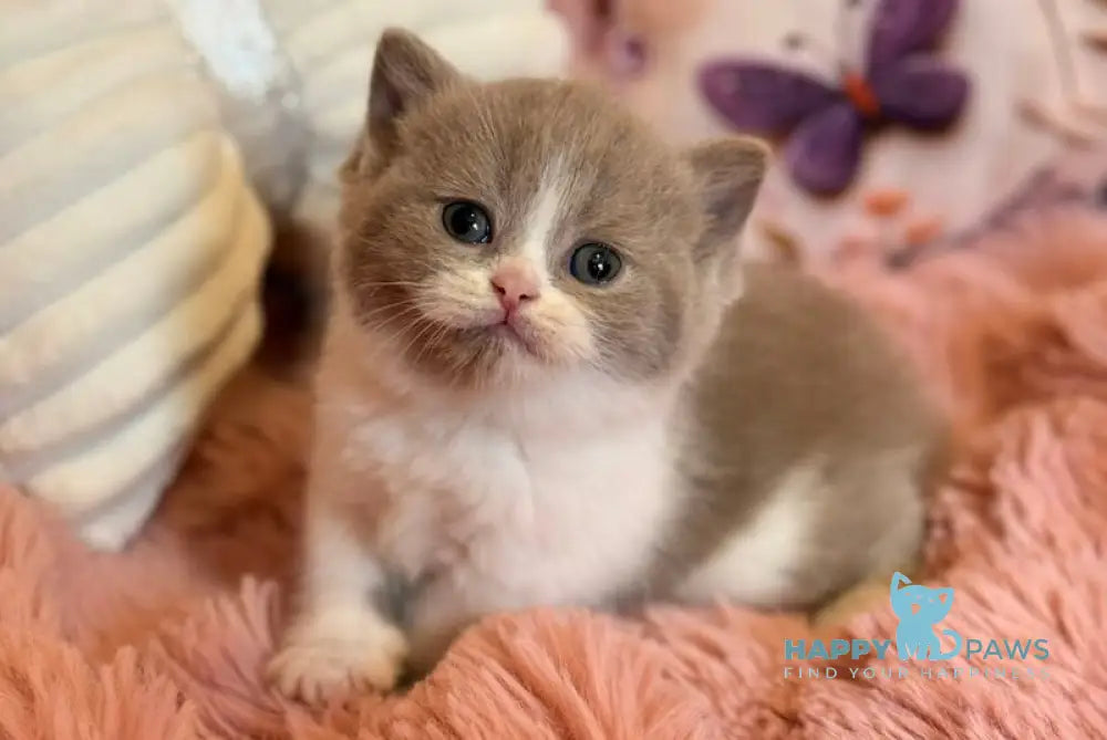 Pamela Scottish Straight female lilac bicolour - live animals