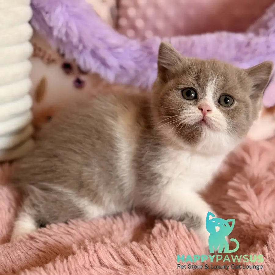 Pamela Scottish Straight female lilac bicolour - live animals