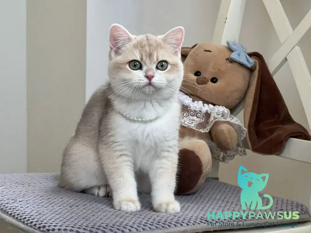 Pamella British Shorthair female blue golden chinchilla live animals