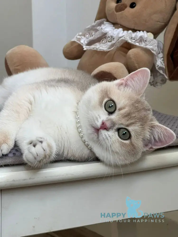 Pamella British Shorthair female blue golden chinchilla live animals