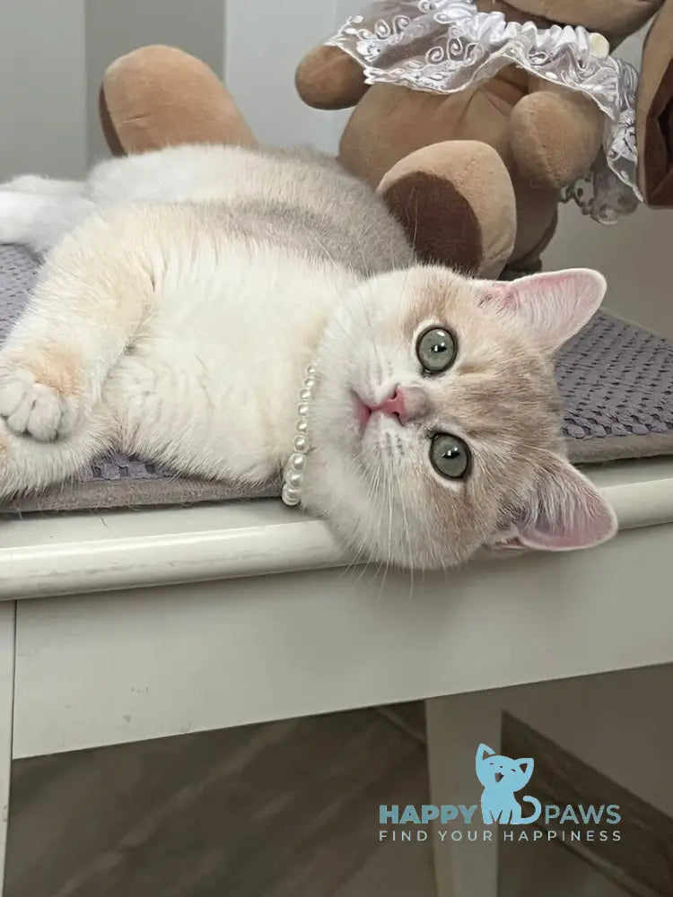 Pamella British Shorthair female blue golden chinchilla live animals