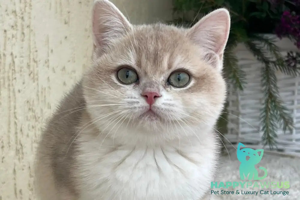 Pamella British Shorthair female blue golden chinchilla live animals