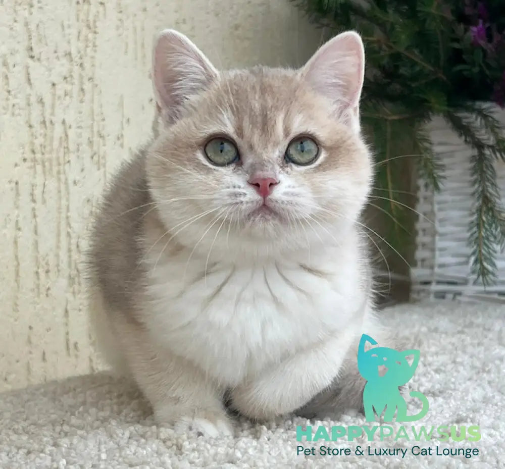 Pamella British Shorthair female blue golden chinchilla live animals