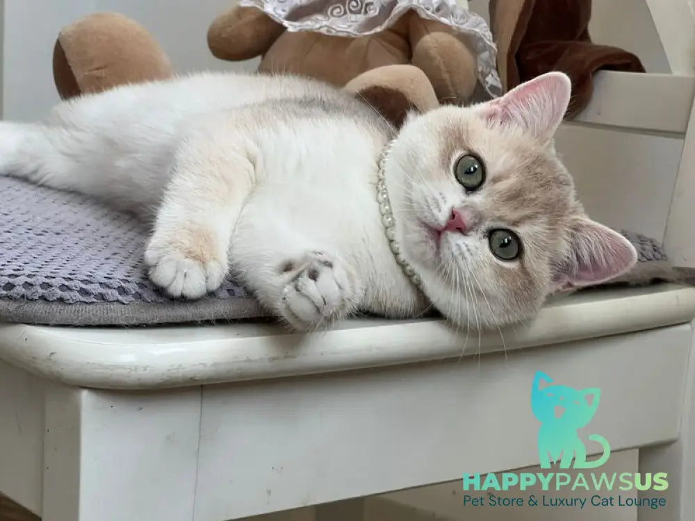 Pamella British Shorthair female blue golden chinchilla live animals
