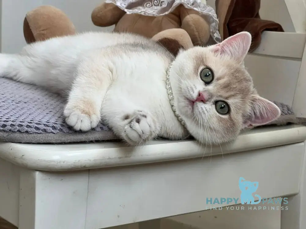 Pamella British Shorthair female blue golden chinchilla live animals