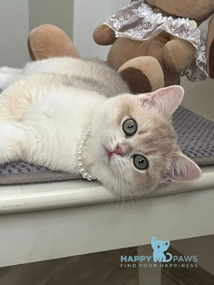 Pamella British Shorthair female blue golden chinchilla live animals