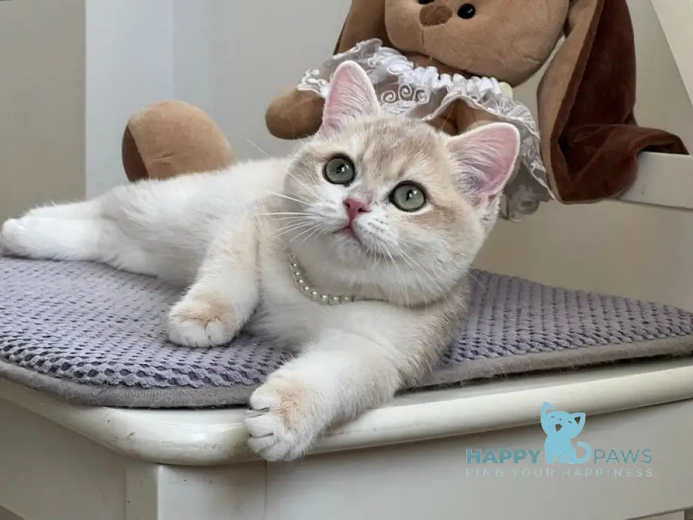 Pamella British Shorthair female blue golden chinchilla live animals