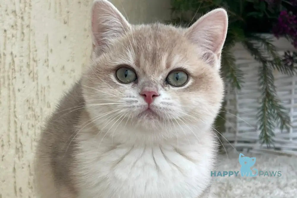 Pamella British Shorthair female blue golden chinchilla live animals