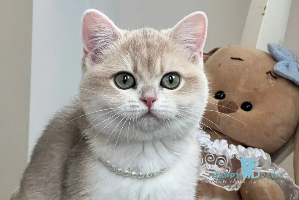 Pamella British Shorthair female blue golden chinchilla live animals