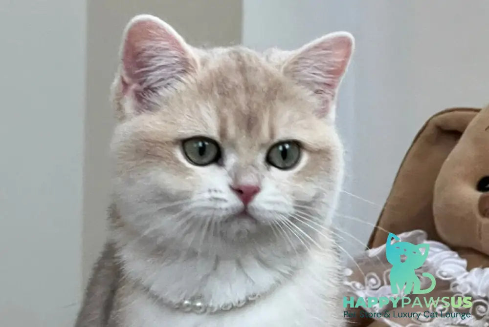 Pamella British Shorthair female blue golden chinchilla live animals