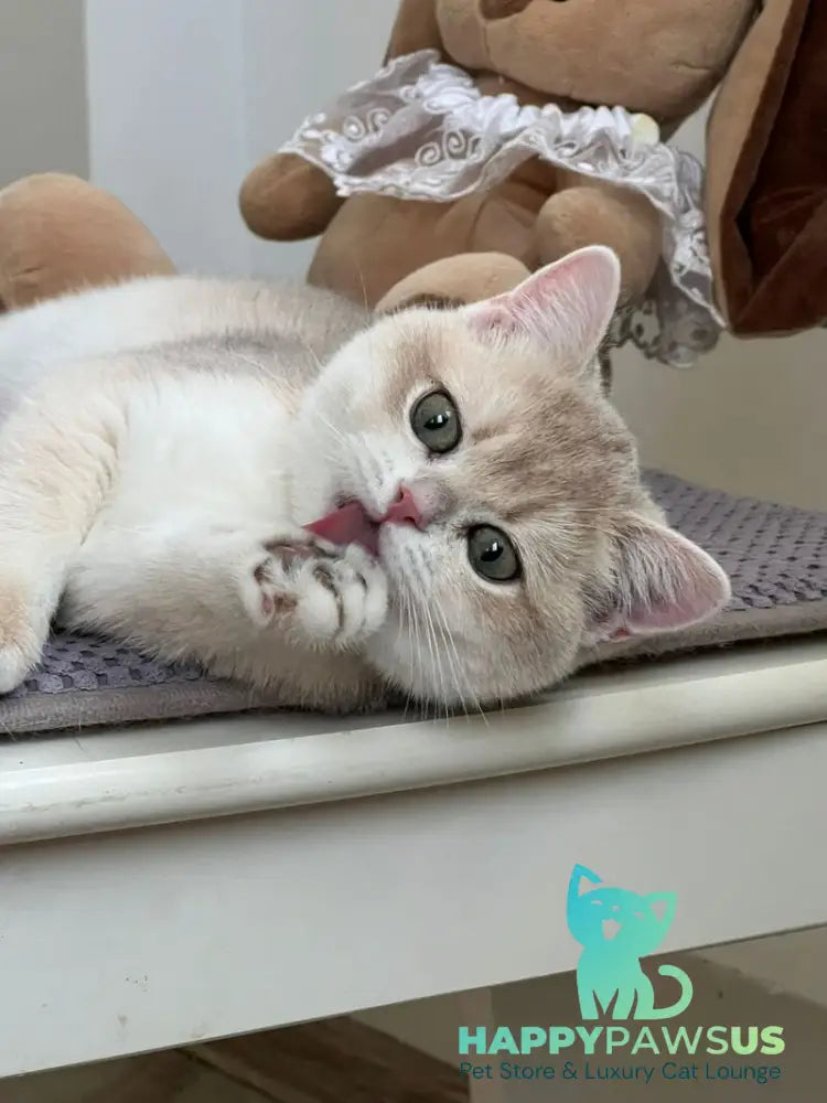 Pamella British Shorthair female blue golden chinchilla live animals