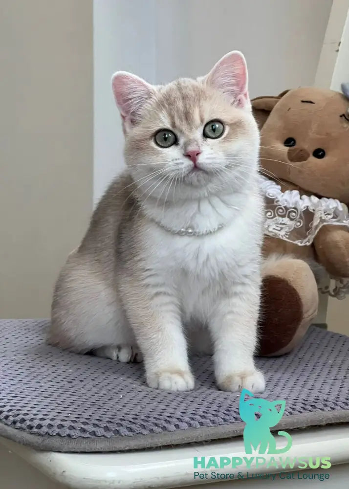 Pamella British Shorthair female blue golden chinchilla live animals