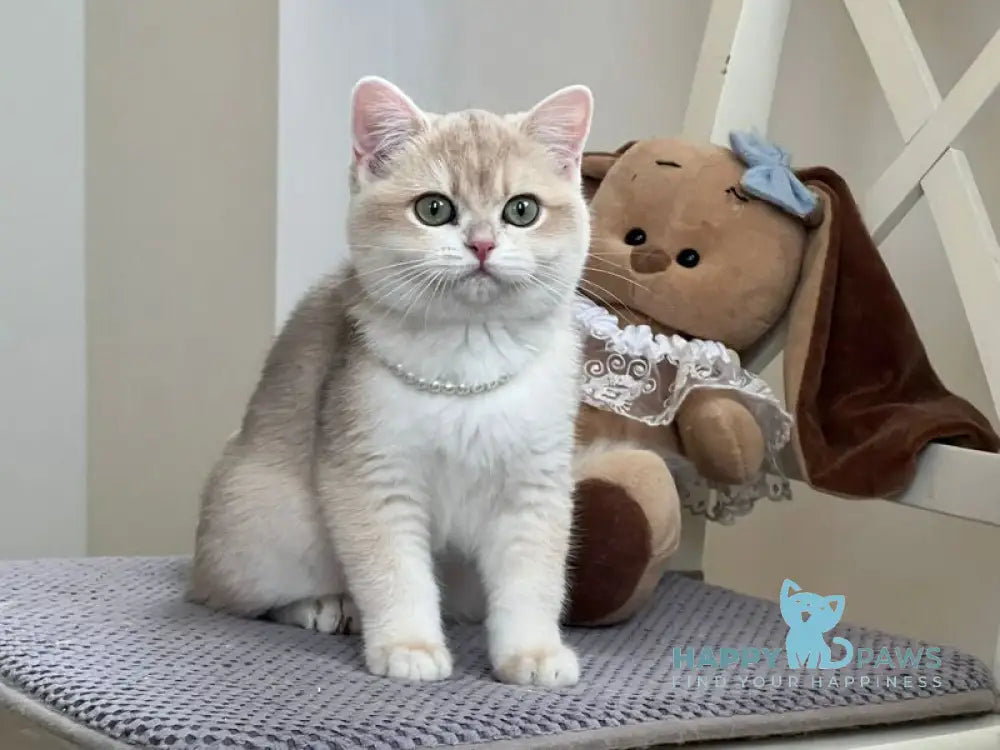 Pamella British Shorthair female blue golden chinchilla live animals