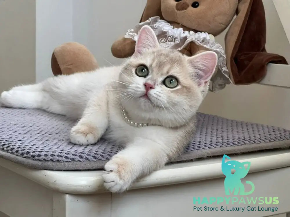 Pamella British Shorthair female blue golden chinchilla live animals