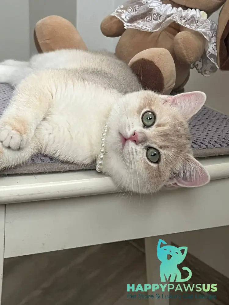 Pamella British Shorthair female blue golden chinchilla live animals