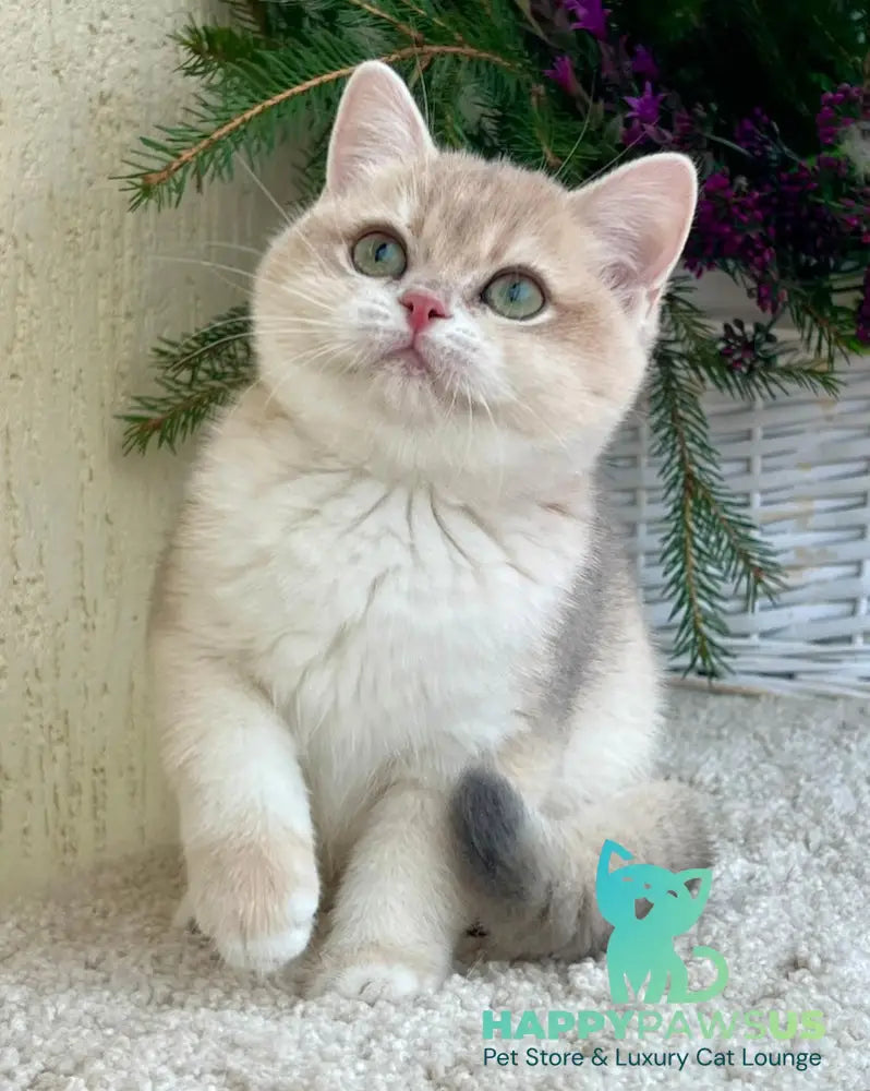 Pamella British Shorthair female blue golden chinchilla live animals