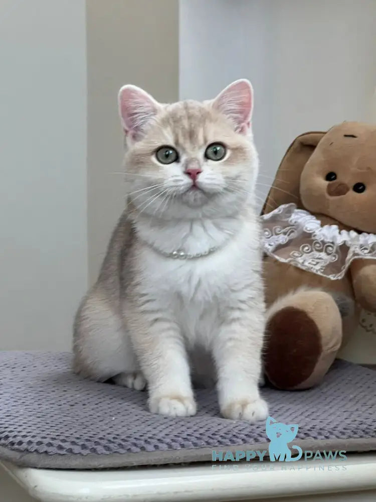Pamella British Shorthair female blue golden chinchilla live animals