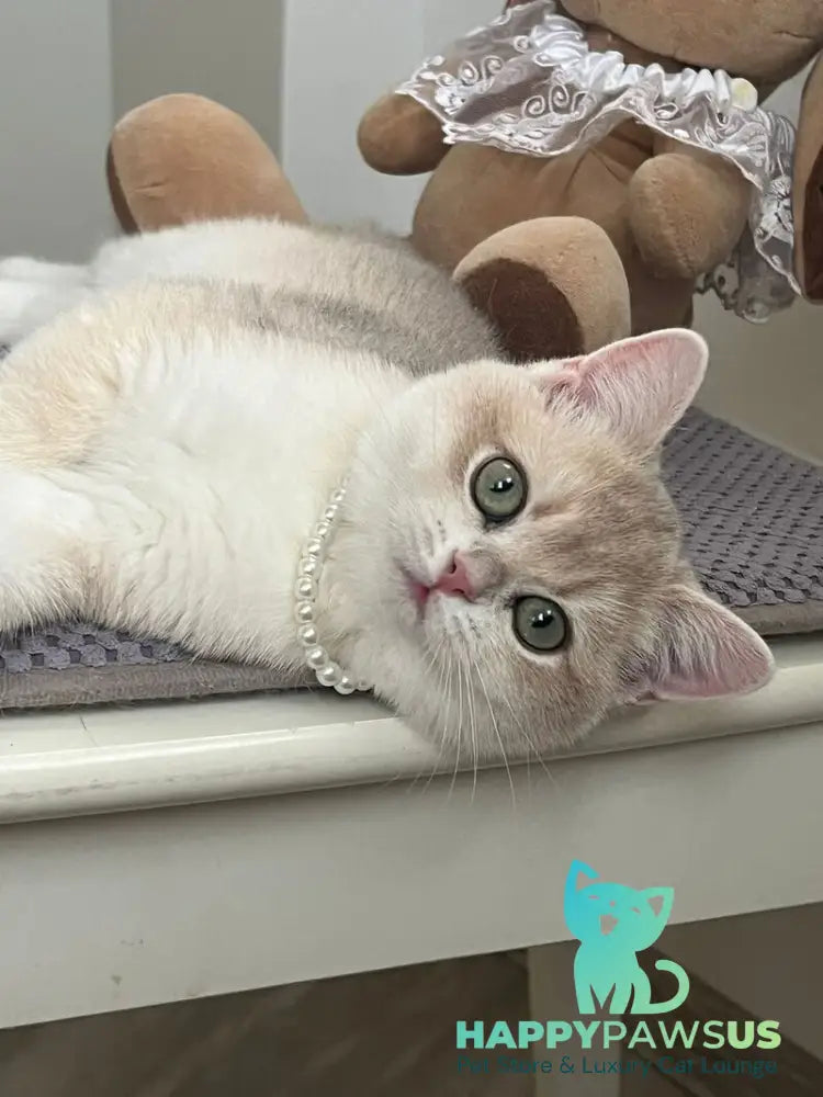 Pamella British Shorthair female blue golden chinchilla live animals