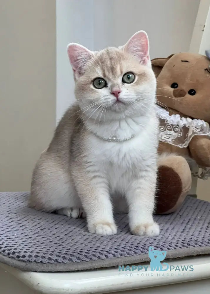 Pamella British Shorthair female blue golden chinchilla live animals