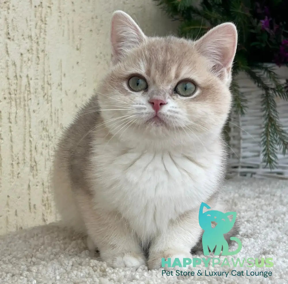 Pamella British Shorthair female blue golden chinchilla live animals