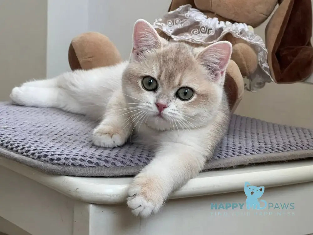 Pamella British Shorthair female blue golden chinchilla live animals