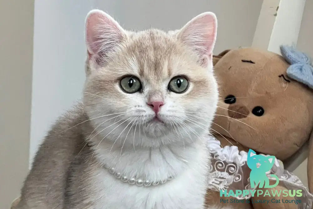 Pamella British Shorthair female blue golden chinchilla live animals