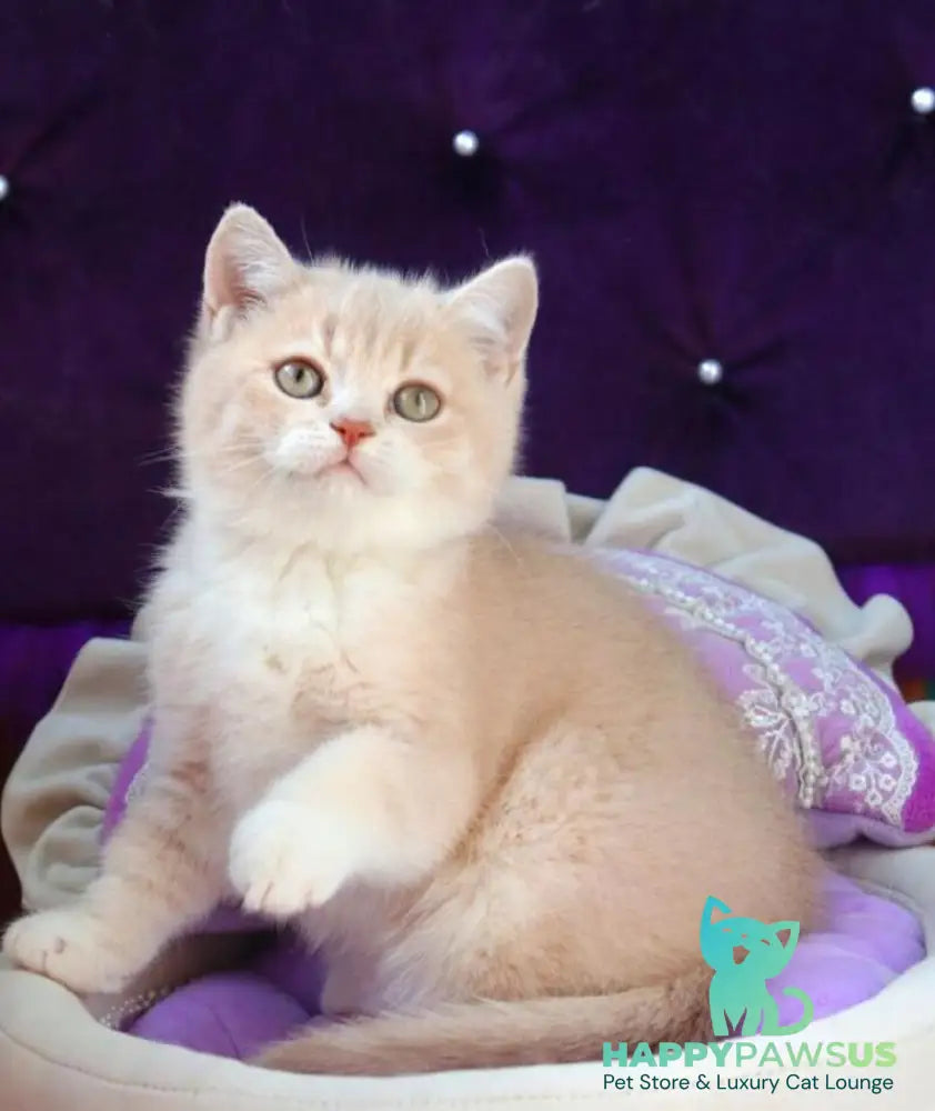 Pamella British Shorthair female fawn golden shaded bicolour - live animals