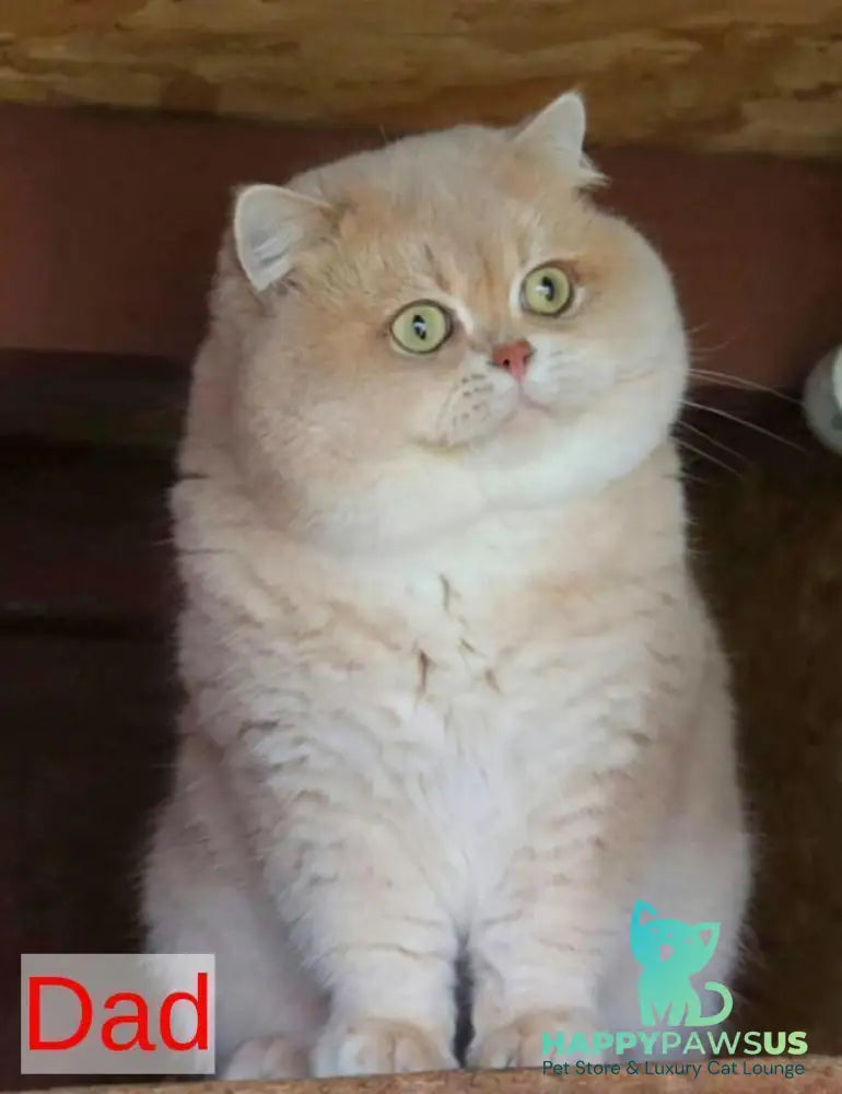 Pamella British Shorthair female fawn golden shaded bicolour - live animals