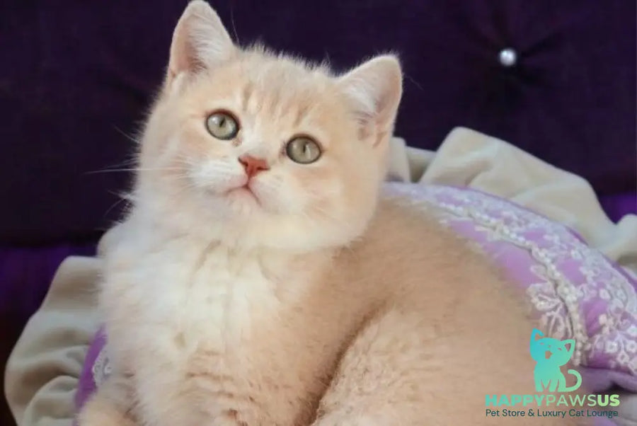 Pamella British Shorthair female fawn golden shaded bicolour - live animals