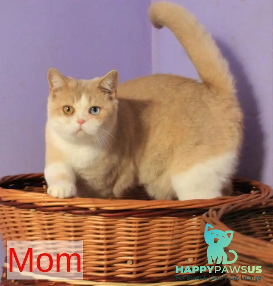 Pamella British Shorthair female fawn golden shaded bicolour - live animals