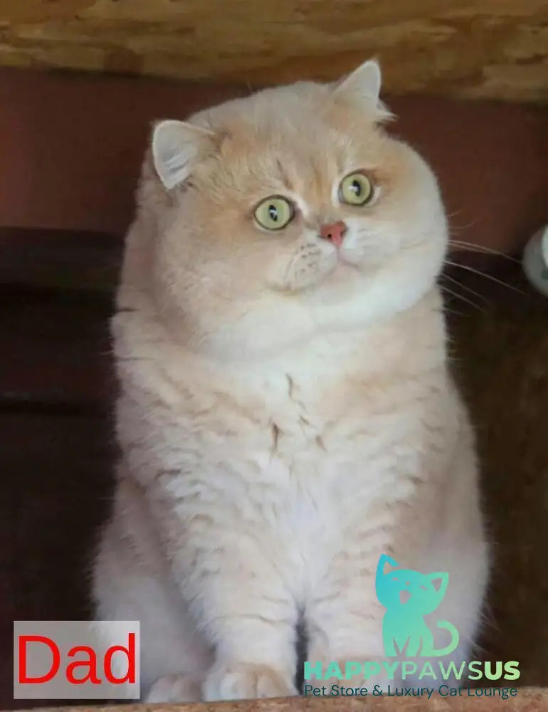 Pamella British Shorthair female fawn golden shaded bicolour - live animals
