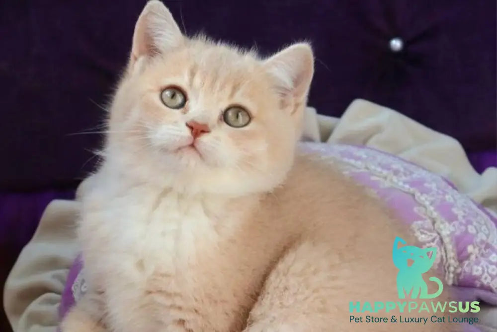 Pamella British Shorthair female fawn golden shaded bicolour - live animals