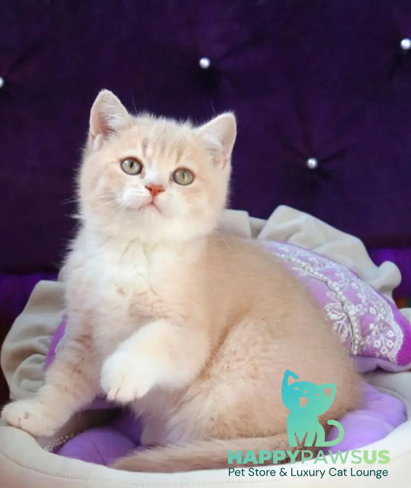 Pamella British Shorthair female fawn golden shaded bicolour - live animals
