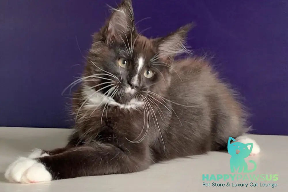 Pamir Maine Coon male black bicolour - live animals
