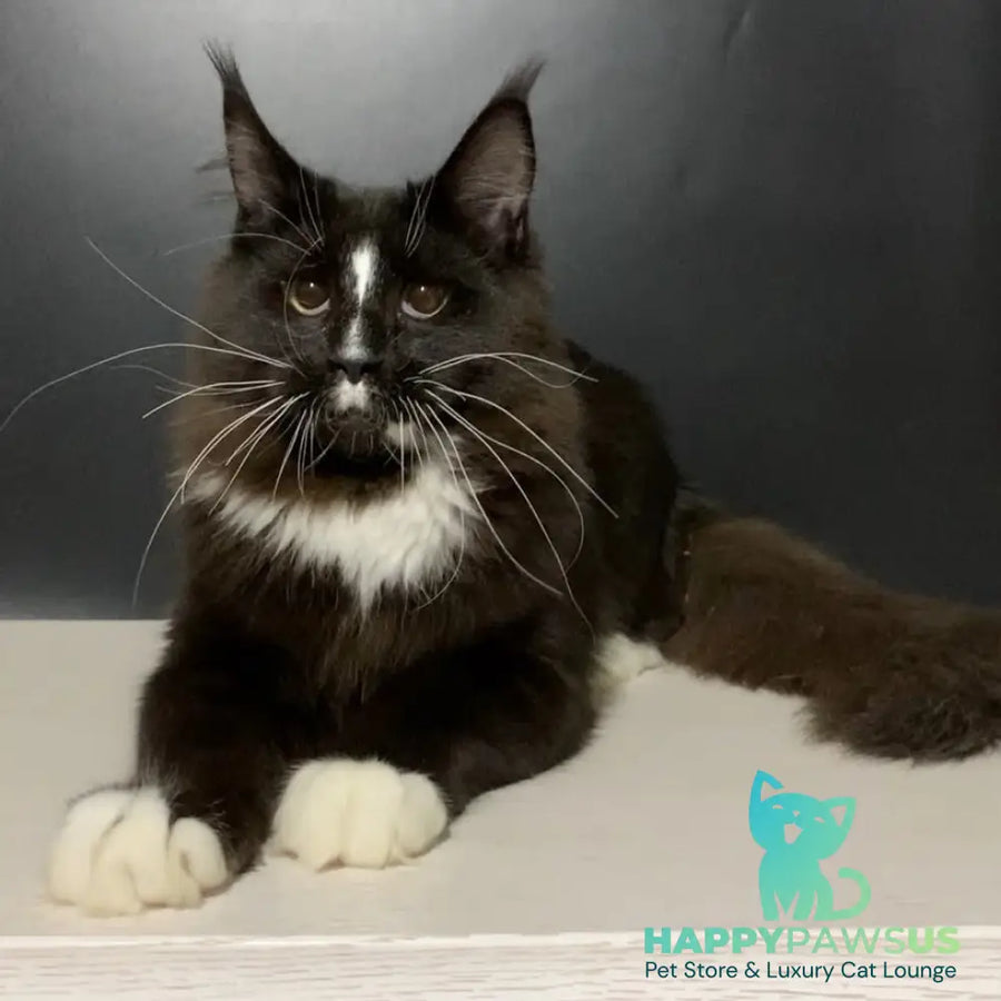 Pamir Maine Coon male black bicolour - live animals