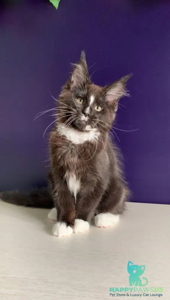 Pamir Maine Coon male black bicolour - live animals