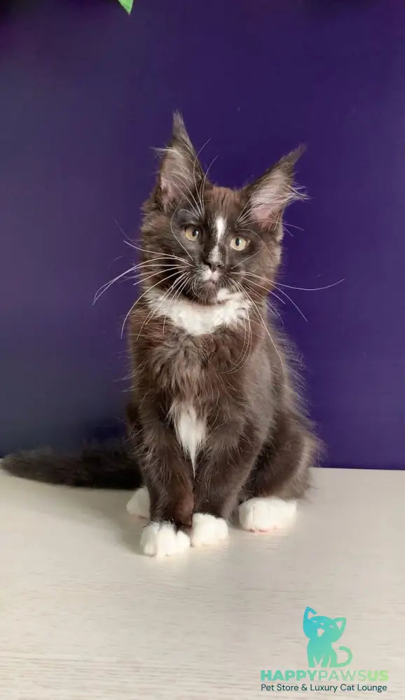 Pamir Maine Coon male black bicolour - live animals