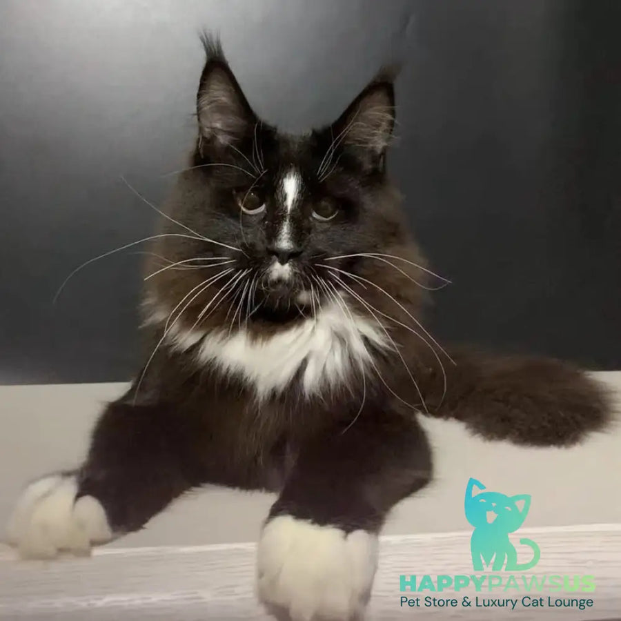 Pamir Maine Coon male black bicolour - live animals