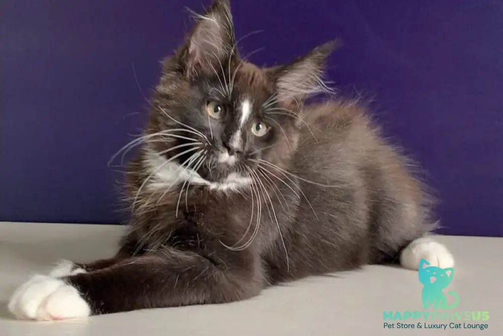 Pamir Maine Coon male black bicolour - live animals