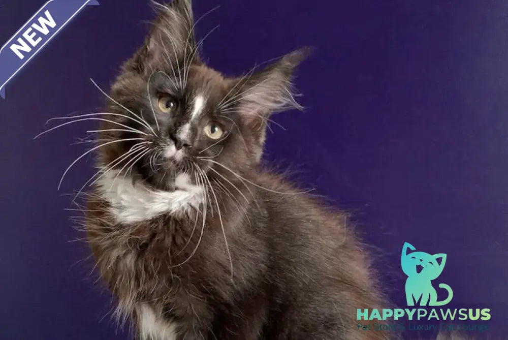 Pamir Maine Coon male black bicolour - live animals