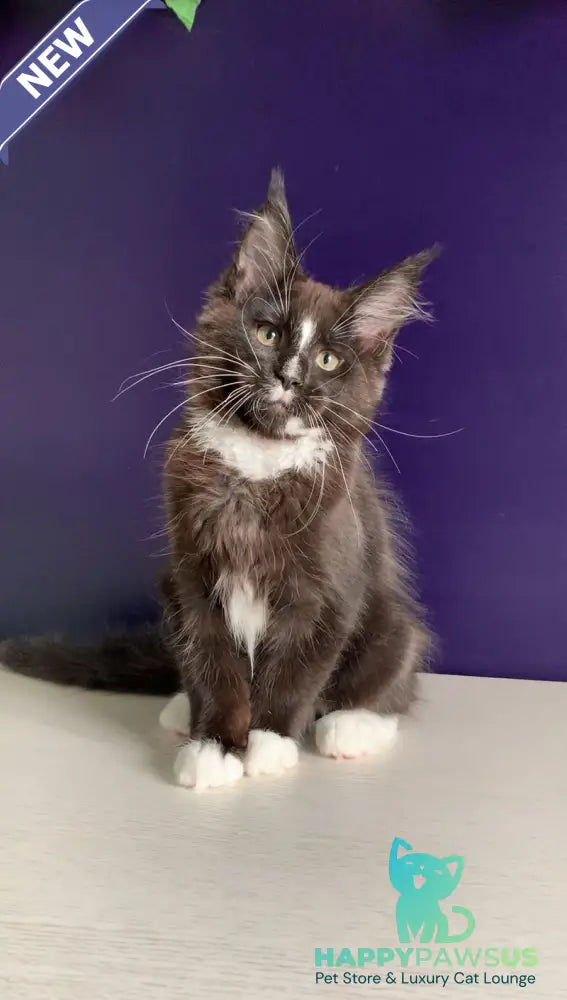 Pamir Maine Coon male black bicolour - live animals