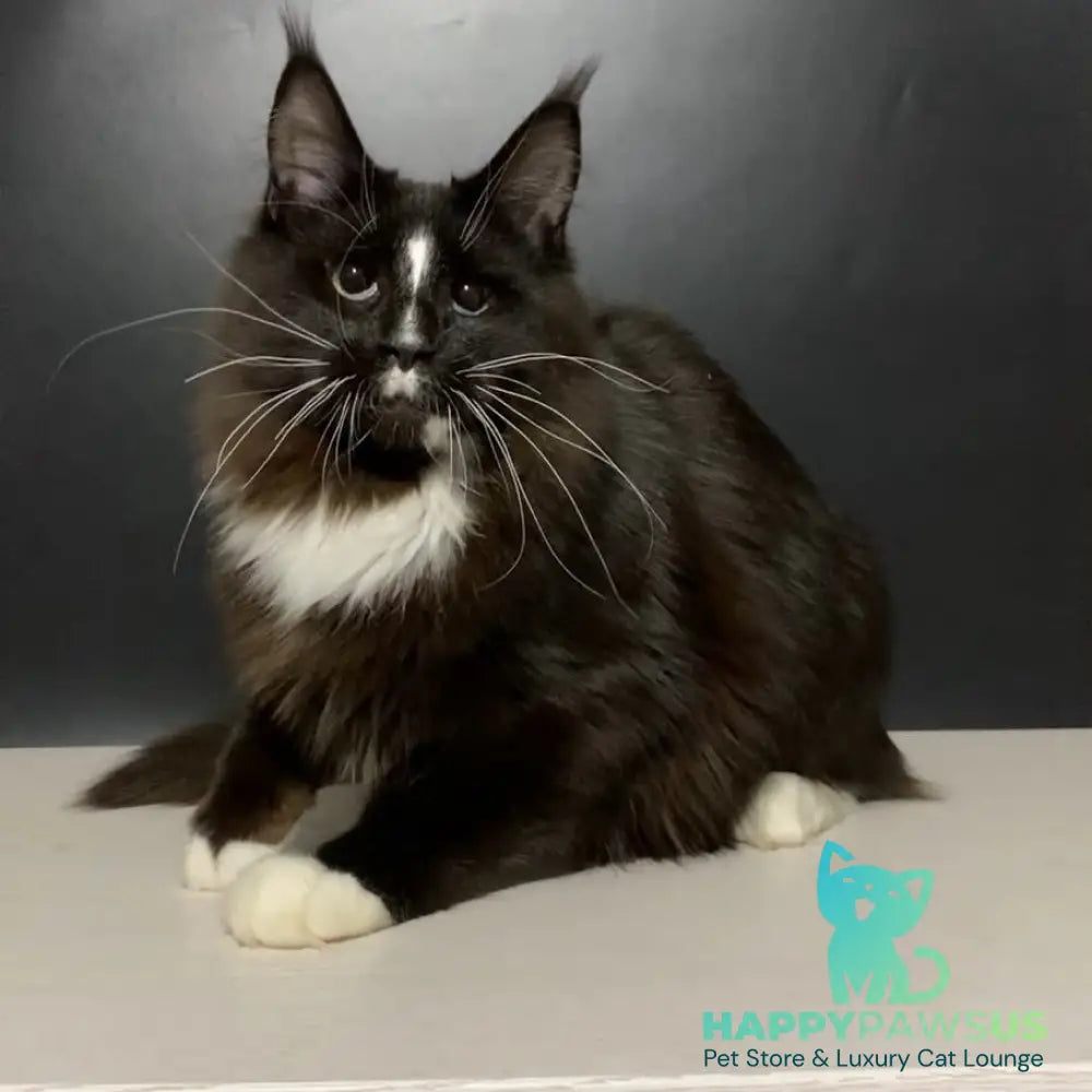 Pamir Maine Coon male black bicolour - live animals