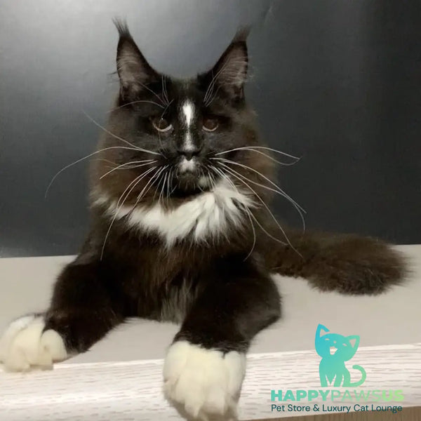 Pamir Maine Coon male black bicolour - live animals