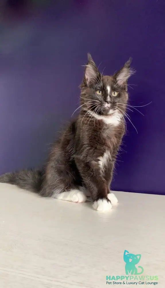 Pamir Maine Coon male black bicolour - live animals