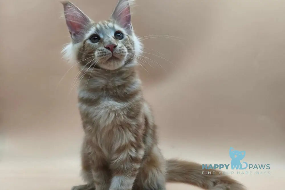 Pan Maine Coon polydactyl male red tabby live animals