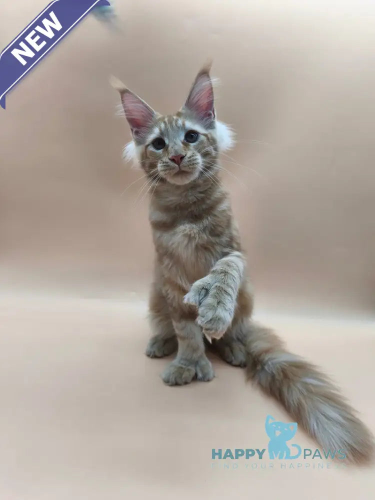 Pan Maine Coon polydactyl male red tabby live animals